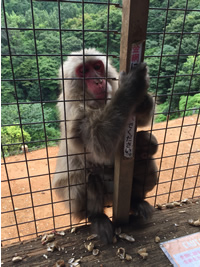 Snow Monkey